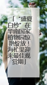 “盛夏白纱”在华南国家植物园惊艳绽放！海杧果迎来最佳观赏期