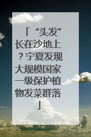 “头发”长在沙地上？宁夏发现大规模国家一级保护植物发菜群落