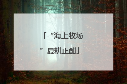 “海上牧场”夏耕正酣