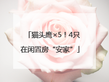 猫头鹰×5！4只在闲置房“安家”