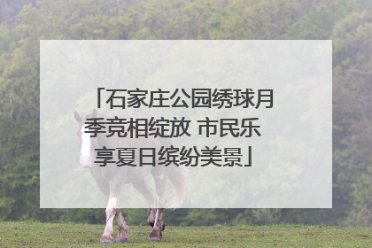 石家庄公园绣球月季竞相绽放 市民乐享夏日缤纷美景