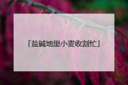 盐碱地里小麦收割忙