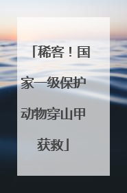 稀客！国家一级保护动物穿山甲获救