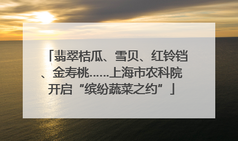 翡翠桔瓜、雪贝、红铃铛、金寿桃……上海市农科院开启“缤纷蔬菜之约”