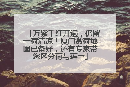 万紫千红开遍，仍留一荷清凉！厦门赏荷地图已备好，还有专家带您区分荷与莲→