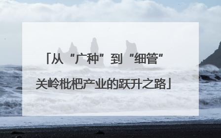 从“广种”到“细管” 关岭枇杷产业的跃升之路
