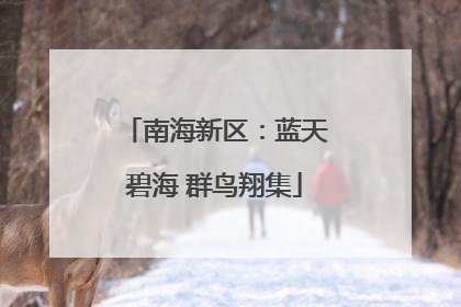 南海新区：蓝天碧海 群鸟翔集