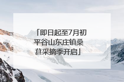 即日起至7月初 平谷山东庄镇桑葚采摘季开启