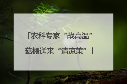 农科专家“战高温” 菇棚送来“清凉策”