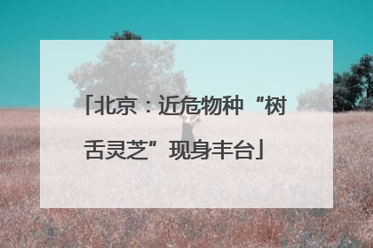 北京：近危物种“树舌灵芝”现身丰台