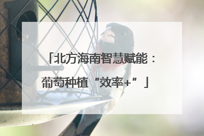 北方海南智慧赋能：葡萄种植“效率+”
