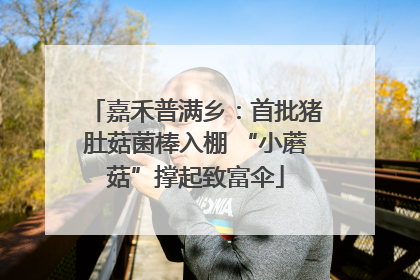 嘉禾普满乡：首批猪肚菇菌棒入棚 “小蘑菇”撑起致富伞