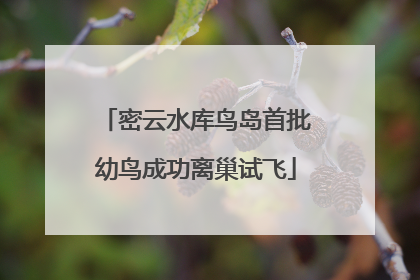 密云水库鸟岛首批幼鸟成功离巢试飞