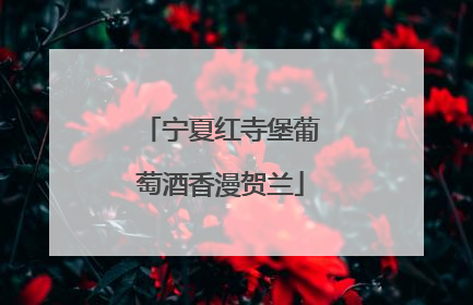 宁夏红寺堡葡萄酒香漫贺兰