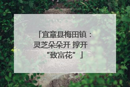 宜章县梅田镇：灵芝朵朵开 撑开“致富花”