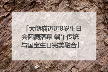 大熊猫迈迈8岁生日会圆满落幕 端午传统与国宝生日完美融合