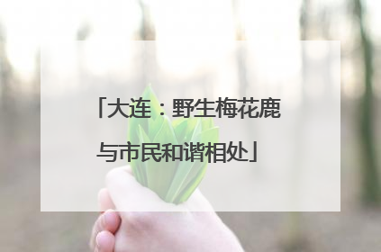 大连：野生梅花鹿与市民和谐相处