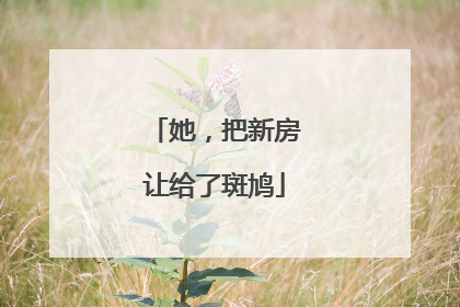 她，把新房让给了斑鸠