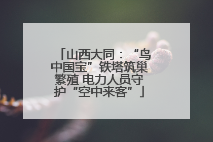 山西大同：“鸟中国宝”铁塔筑巢繁殖 电力人员守护“空中来客”