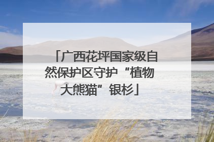 广西花坪国家级自然保护区守护“植物大熊猫”银杉