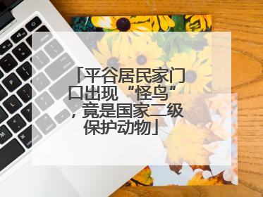 平谷居民家门口出现“怪鸟”，竟是国家二级保护动物