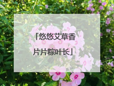 悠悠艾草香 片片粽叶长