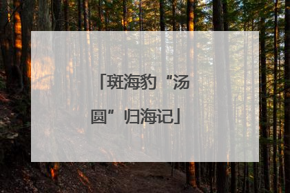 斑海豹“汤圆”归海记