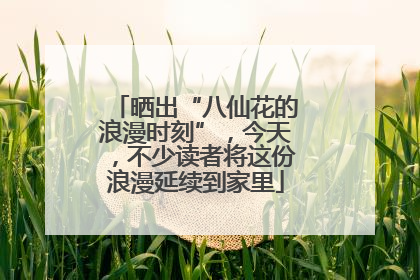 晒出“八仙花的浪漫时刻”，今天，不少读者将这份浪漫延续到家里