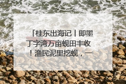 桂东出海记丨即墨丁字湾万亩蚬田丰收！渔民泥里挖蚬，一天上岸过千斤