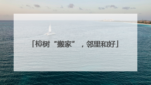 樟树“搬家”，邻里和好