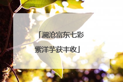 澜沧富东七彩紫洋芋获丰收