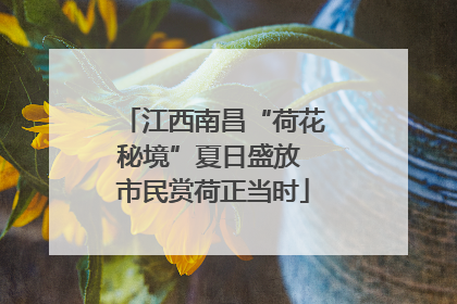 江西南昌“荷花秘境”夏日盛放 市民赏荷正当时