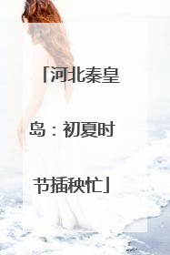 河北秦皇岛：初夏时节插秧忙