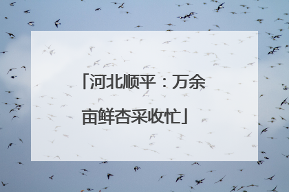 河北顺平：万余亩鲜杏采收忙