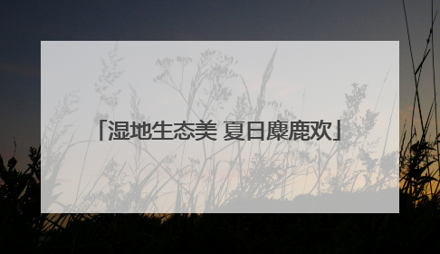 湿地生态美 夏日麋鹿欢