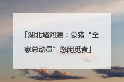 湖北堵河源：豪猪“全家总动员”悠闲觅食