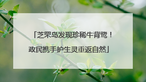 芝罘岛发现珍稀牛背鹭！政民携手护生灵重返自然