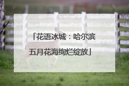 花语冰城：哈尔滨五月花海绚烂绽放