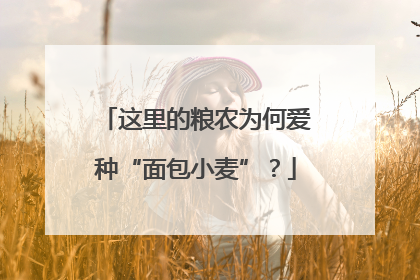 这里的粮农为何爱种“面包小麦”？