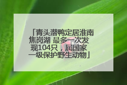 青头潜鸭定居淮南焦岗湖 最多一次发现104只，属国家一级保护野生动物