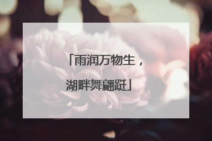 雨润万物生，湖畔舞翩跹