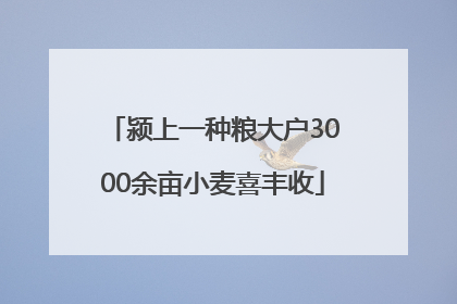 颍上一种粮大户3000余亩小麦喜丰收