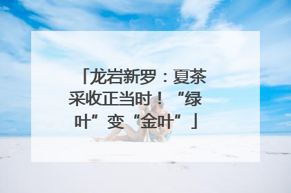 龙岩新罗：夏茶采收正当时！“绿叶”变“金叶”