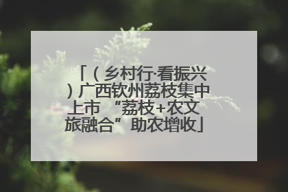 （乡村行·看振兴）广西钦州荔枝集中上市 “荔枝+农文旅融合”助农增收
