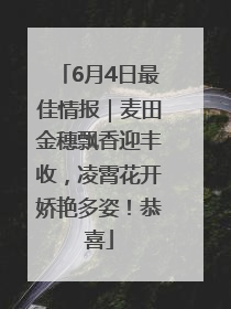 6月4日最佳情报｜麦田金穗飘香迎丰收，凌霄花开娇艳多姿！恭喜